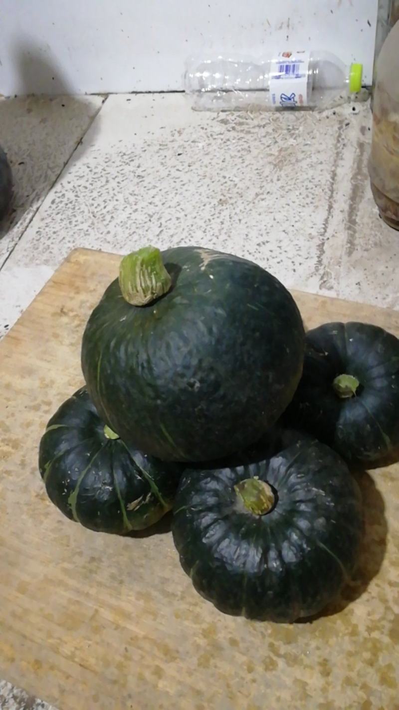 贝贝南瓜，蜜贝品种