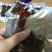 今天，你吃牛肉了吗？