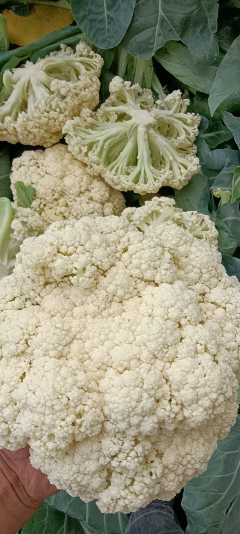 菜花，有机菜花，青梗，白面，产地直供，量大