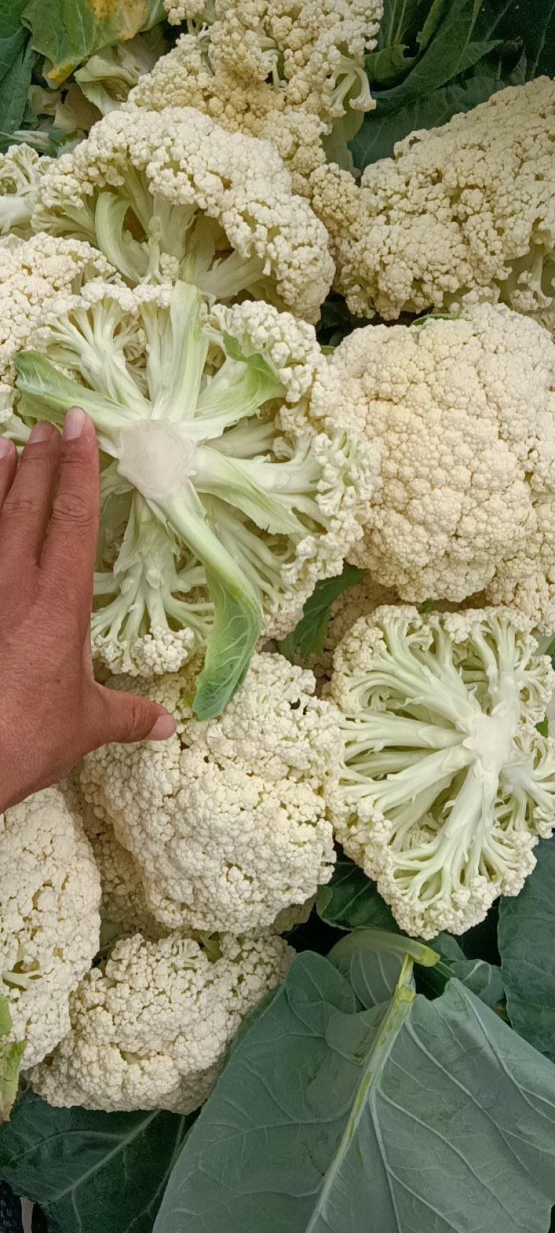 菜花，有机菜花，青梗，白面，产地直供，量大