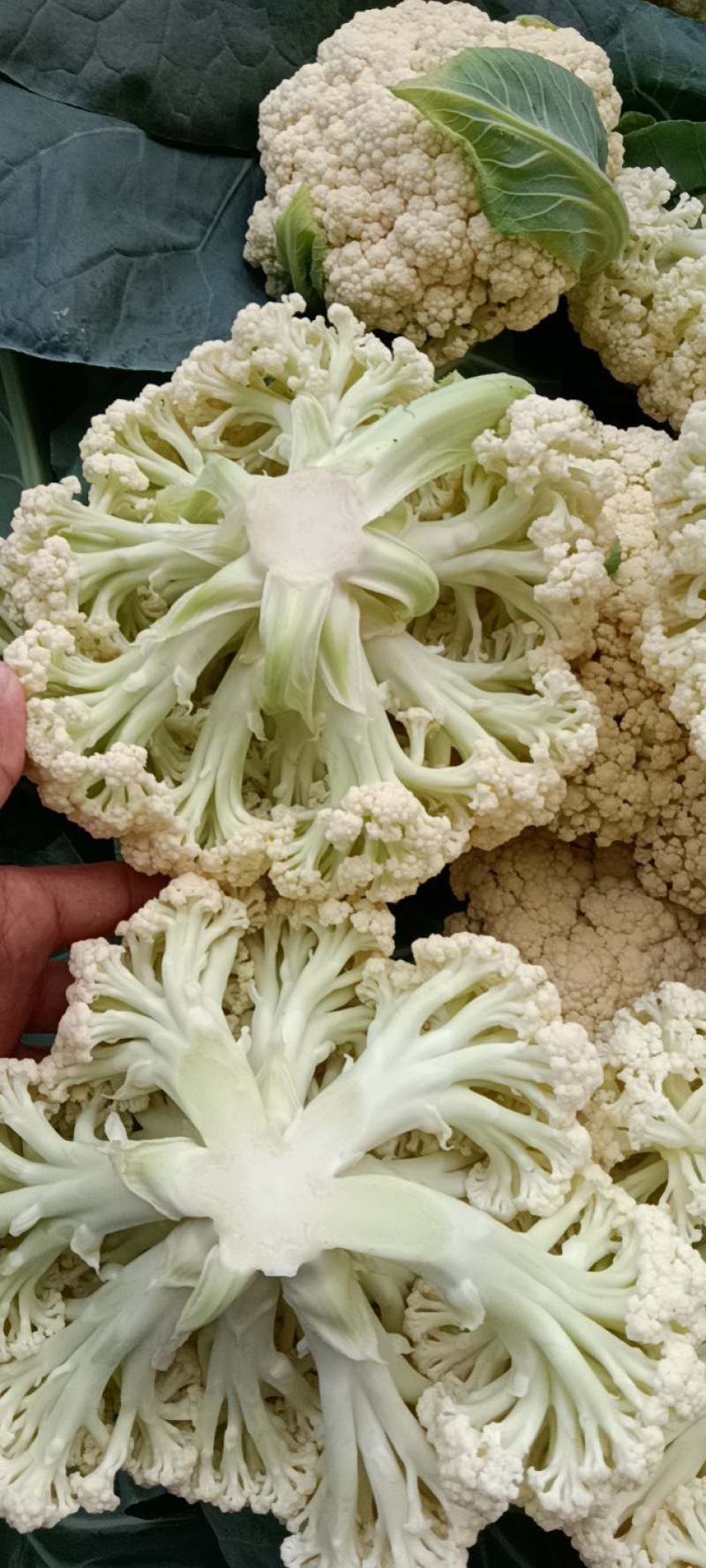 菜花，有机菜花，青梗，白面，产地直供，量大