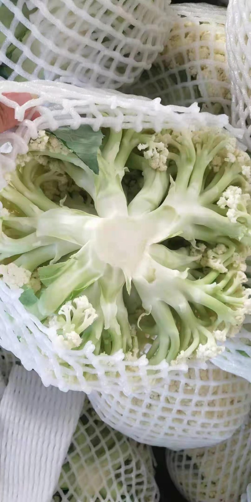 菜花，有机菜花，青梗，白面，产地直供，量大