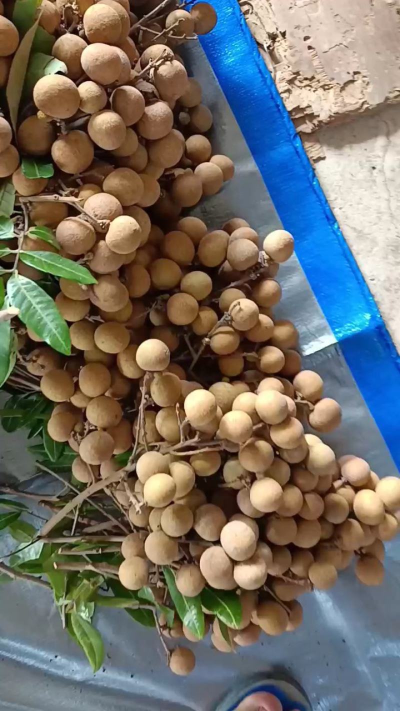 石硖龙眼，支持白天，晚上收果，果园订货，