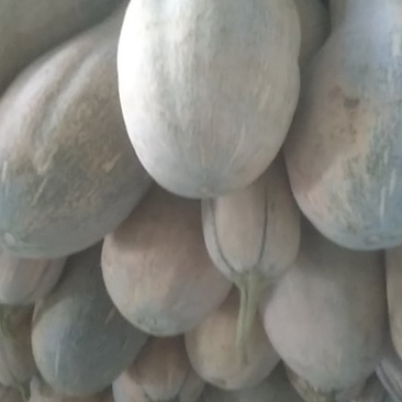 大量密本南爪