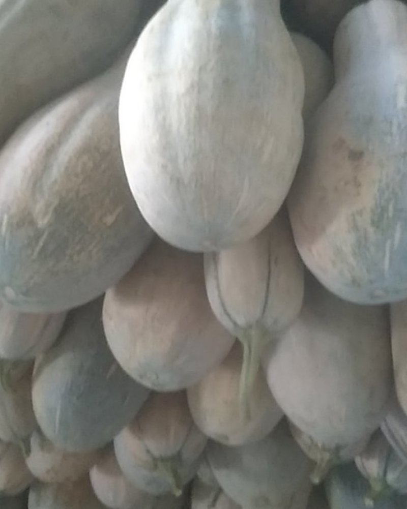 大量密本南爪