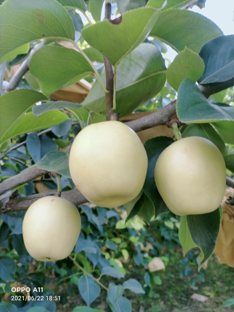 皇冠梨250~300g纸袋