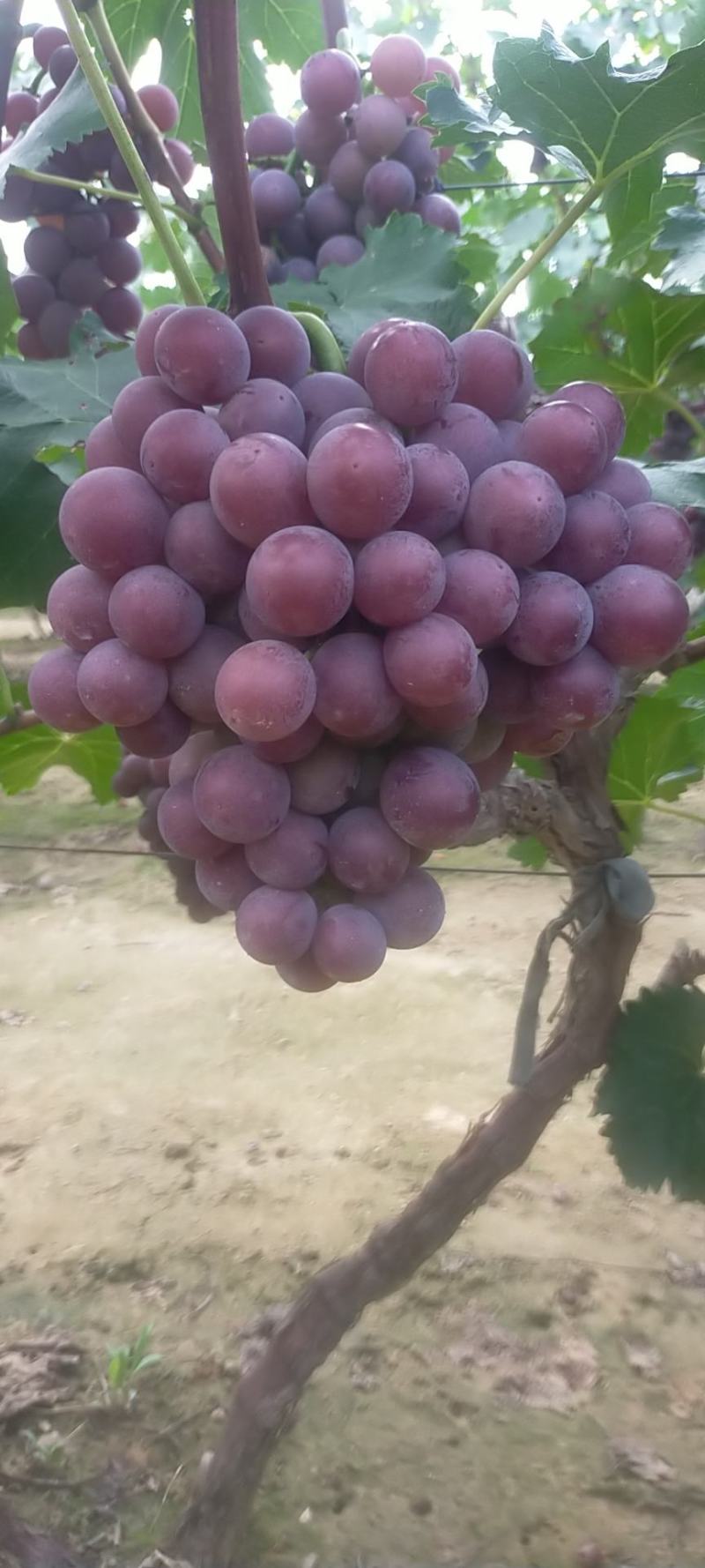 （实力供应）广宗县陆地巨峰葡萄串大果面干净