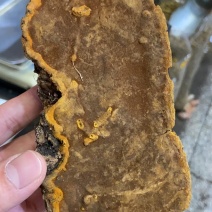 西藏自然生长地道桑树桑黄含量高1斤起包邮