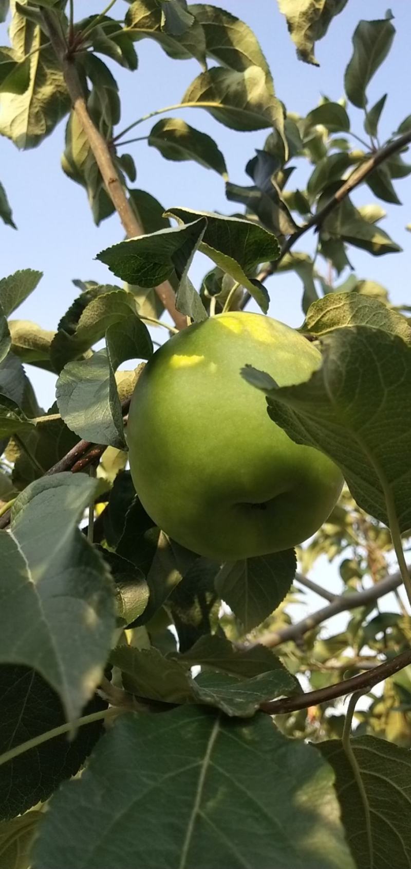 山东精品华硕苹果白果苹果