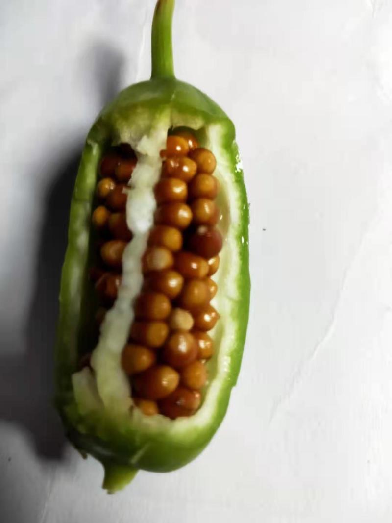 纯后期兰花鸢尾种子（蝴蝶兰种子），颗粒饱满，出苗率高
