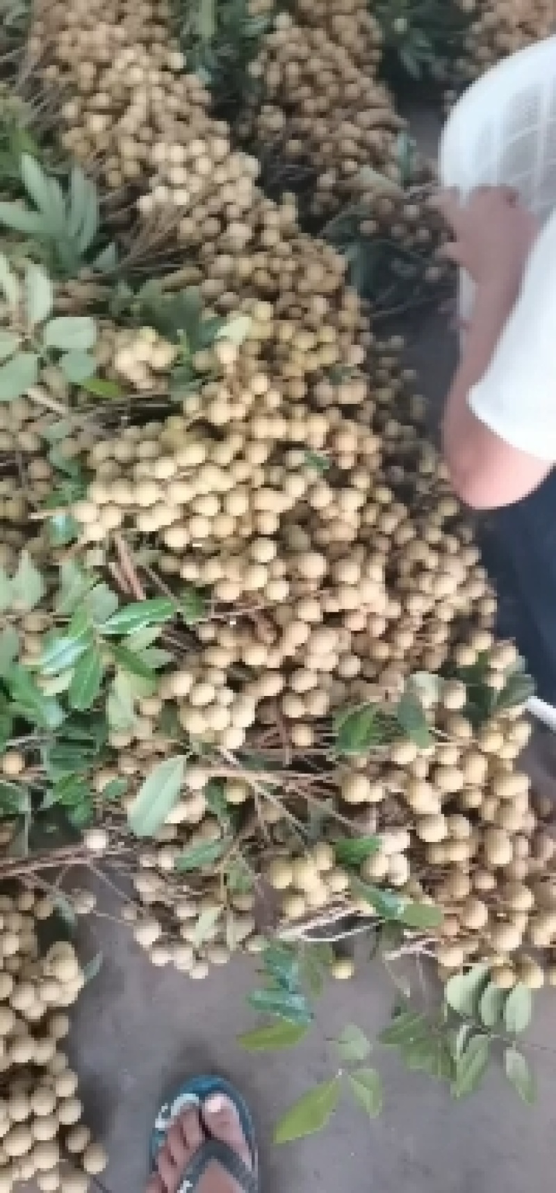 坚果干果