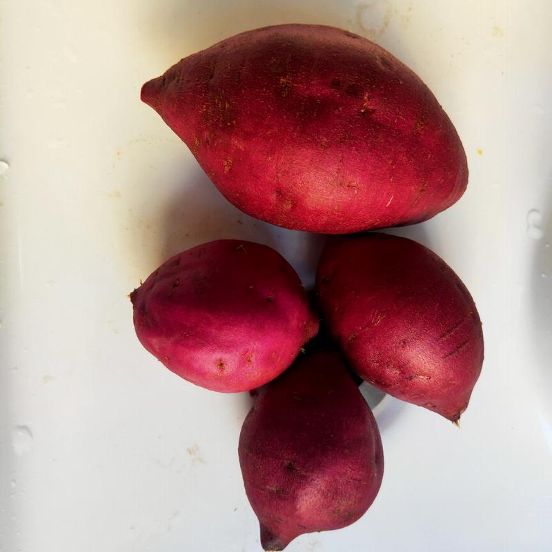精品紫薯面向全国长期供应，支持电商，超市，加工厂