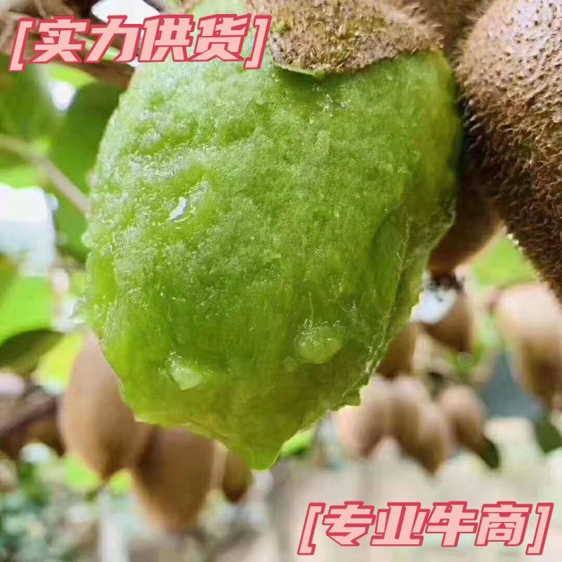 米良猕猴桃产地源头，一件代发，整车代办，超市电商货源