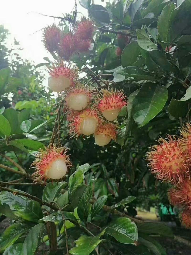 海南保亭7号红毛丹，来自原产地，可以一件代发