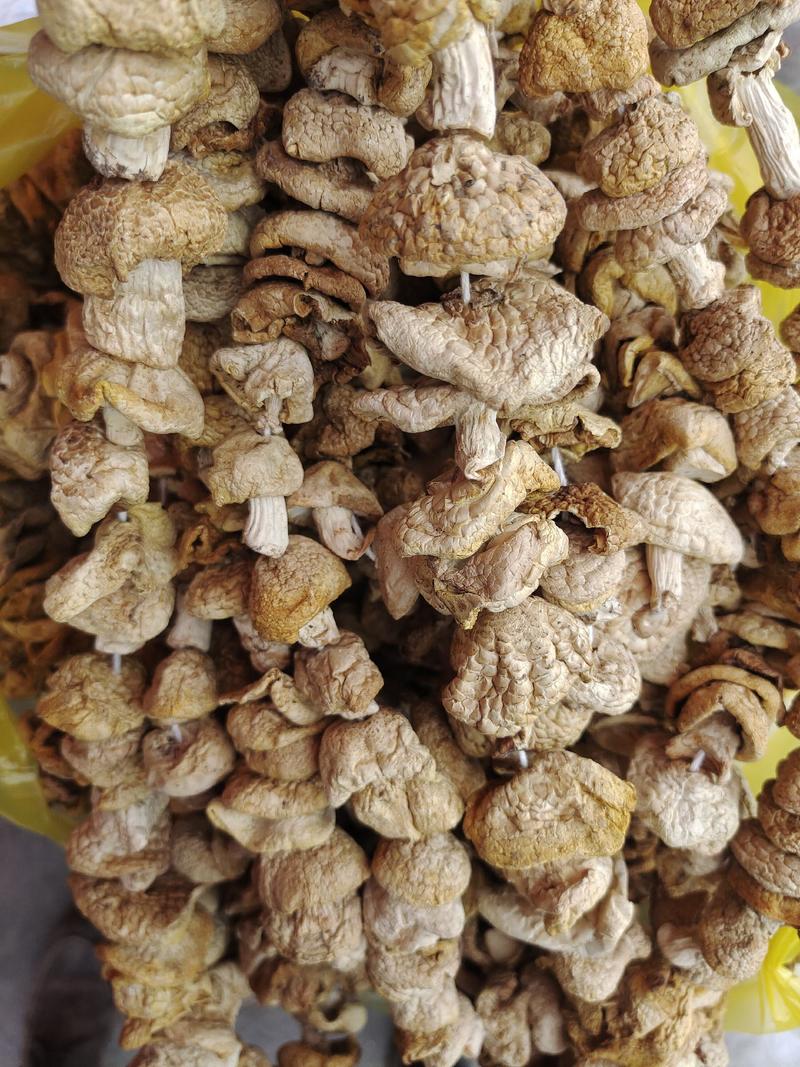 青海祁连精品黄菇、青藏特产、可用于餐饮，送礼