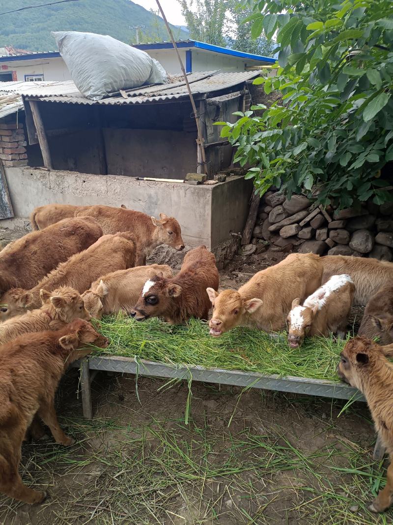 精品改良黄牛，西门塔尔改良牛犊，精品土黄牛，抗病力强，