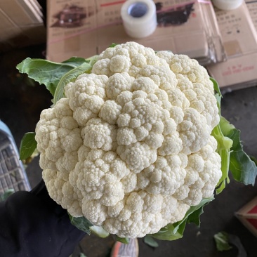 白花菜实花