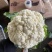 白花菜实花