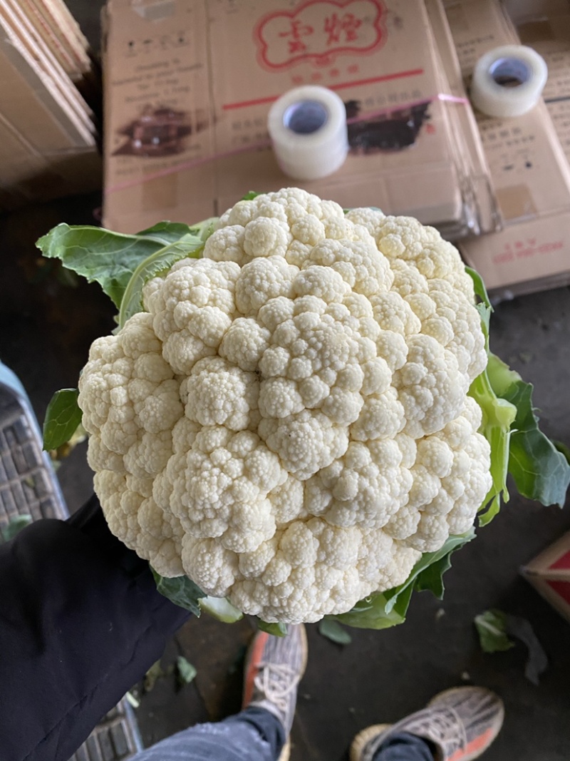 白花菜实花