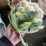 白花菜实花