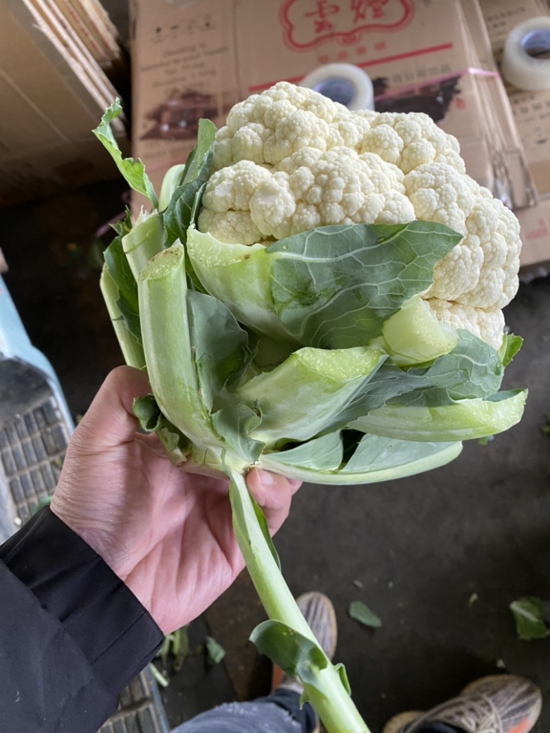 白花菜实花