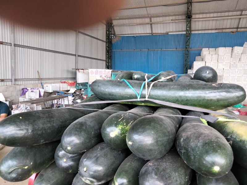 山东临沂兰陵精品冬瓜条形好亮度好质量保证
