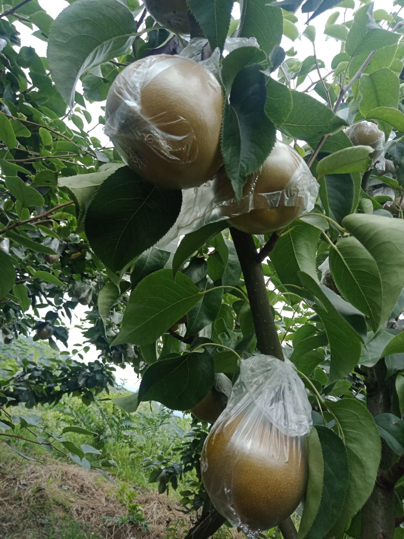 重庆市永川区黄瓜山黄花梨