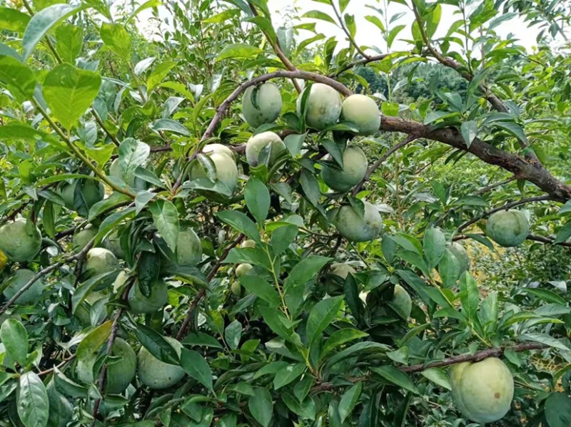 现货湖南永州蓝山县晚熟蜂糖奈李15-18度