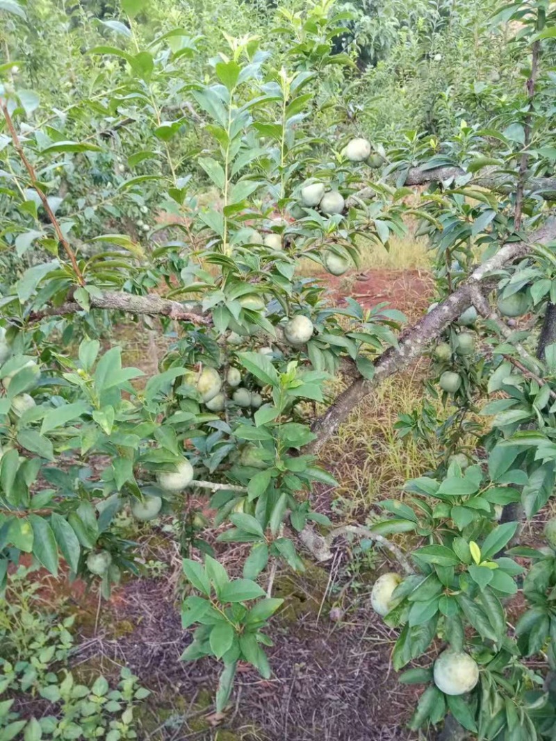 现货湖南永州蓝山县晚熟蜂糖奈李15-18度