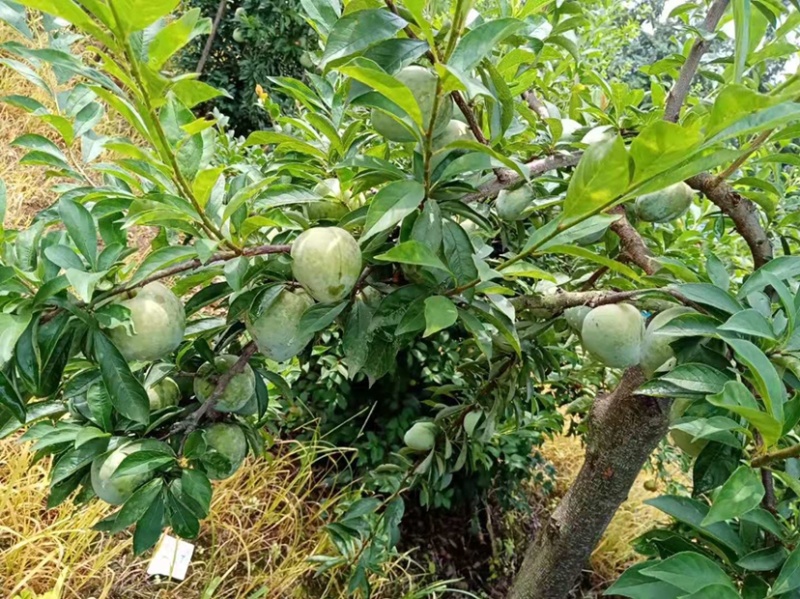 现货湖南永州蓝山县晚熟蜂糖奈李15-18度