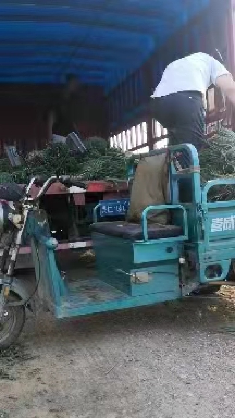 【热】精品安丘葱苗，大量上市，欢迎客商来选购