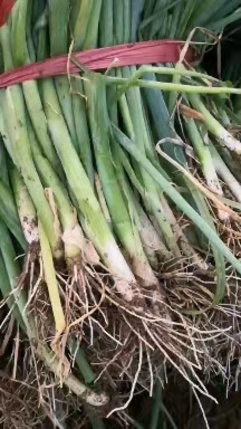 【荐】精品安丘葱苗，大量出售，质优价廉，欢迎选购