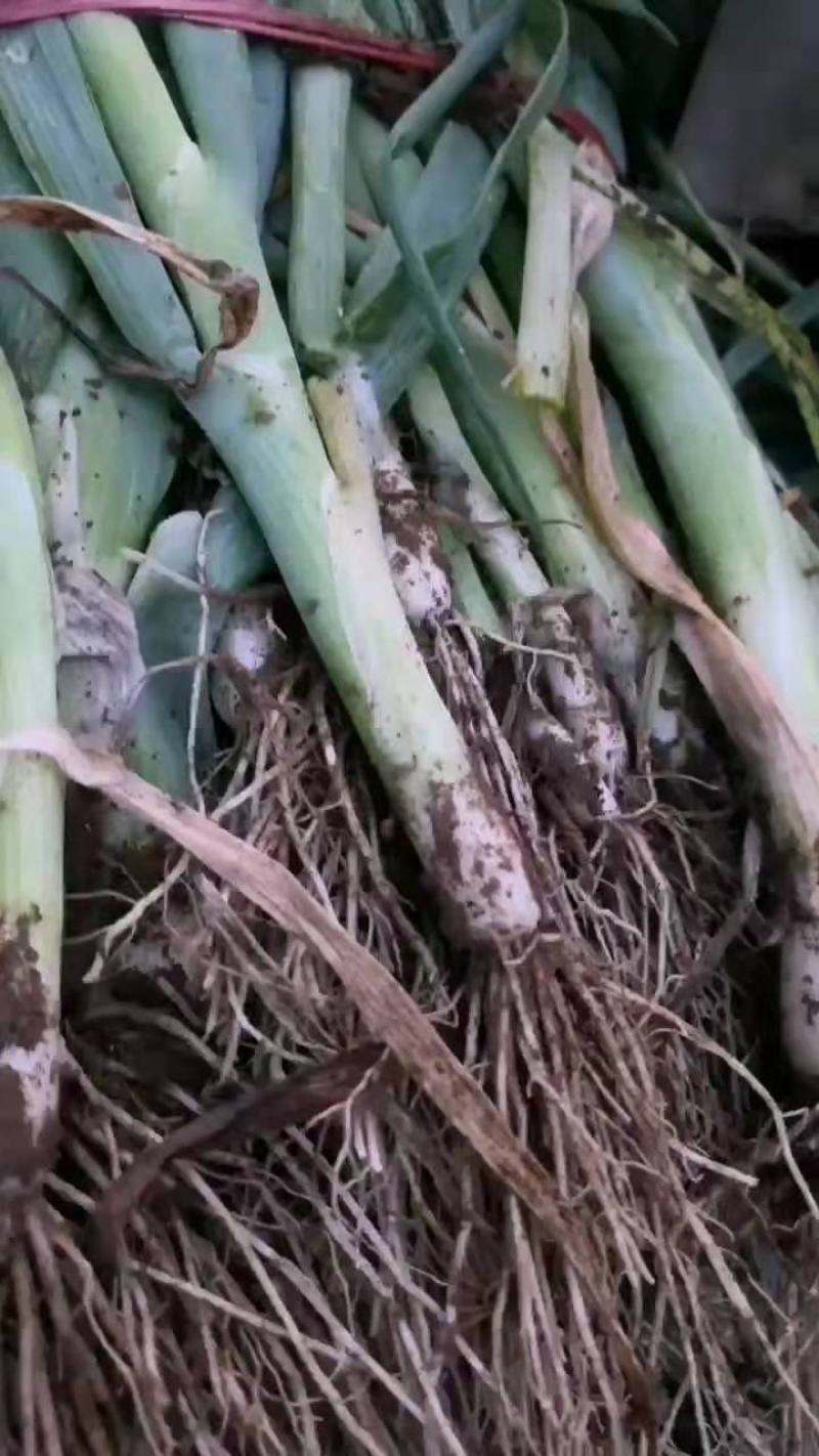【荐】精品安丘葱苗，大量出售，质优价廉，欢迎选购