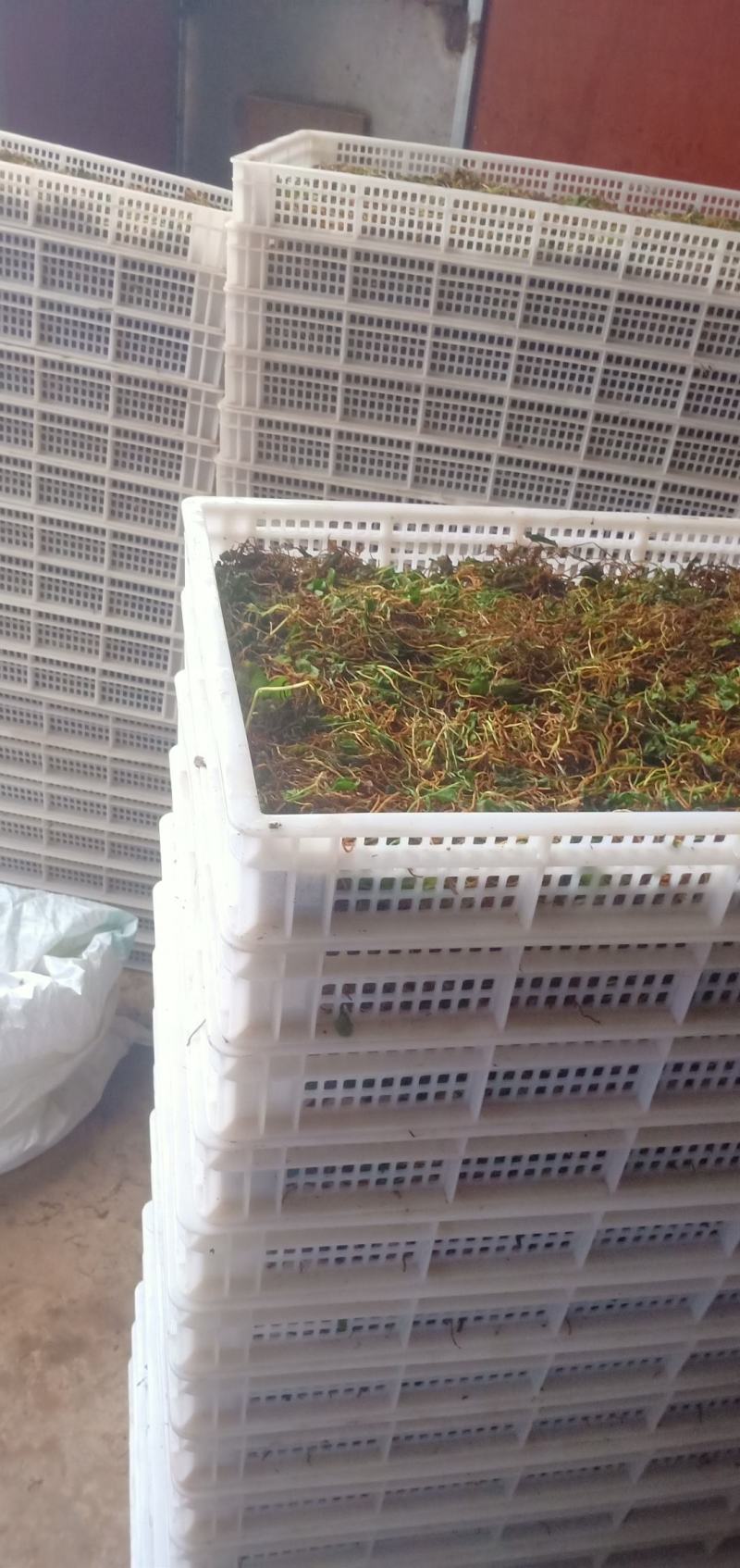 药农上山采挖，下山货，纯野生一支箭，水洗选杂质，色青足干