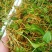 药农上山采挖，下山货，纯野生一支箭，水洗选杂质，色青足干