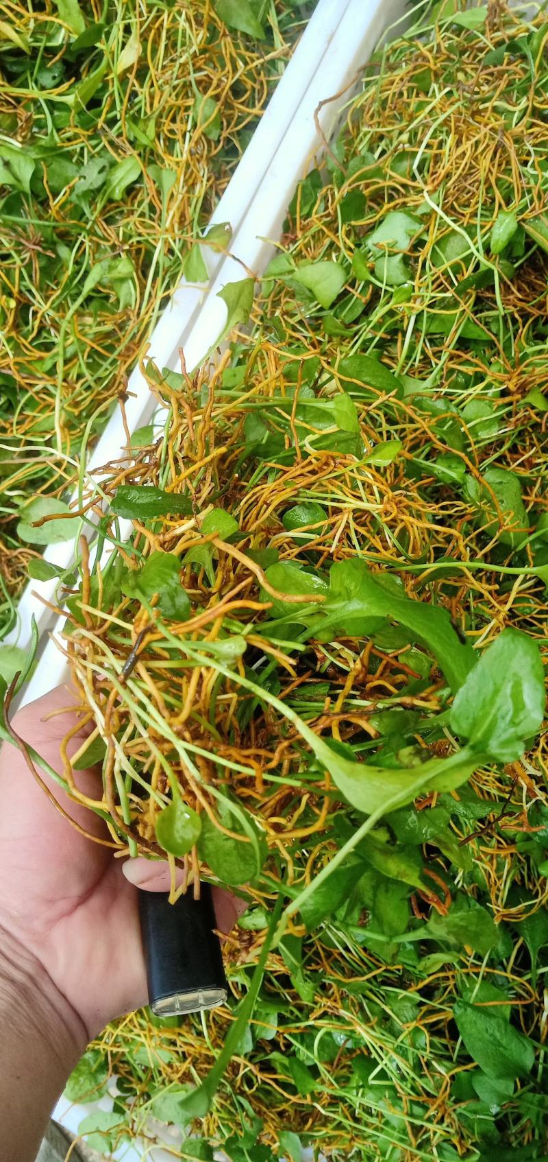 药农上山采挖，下山货，纯野生一支箭，水洗选杂质，色青足干
