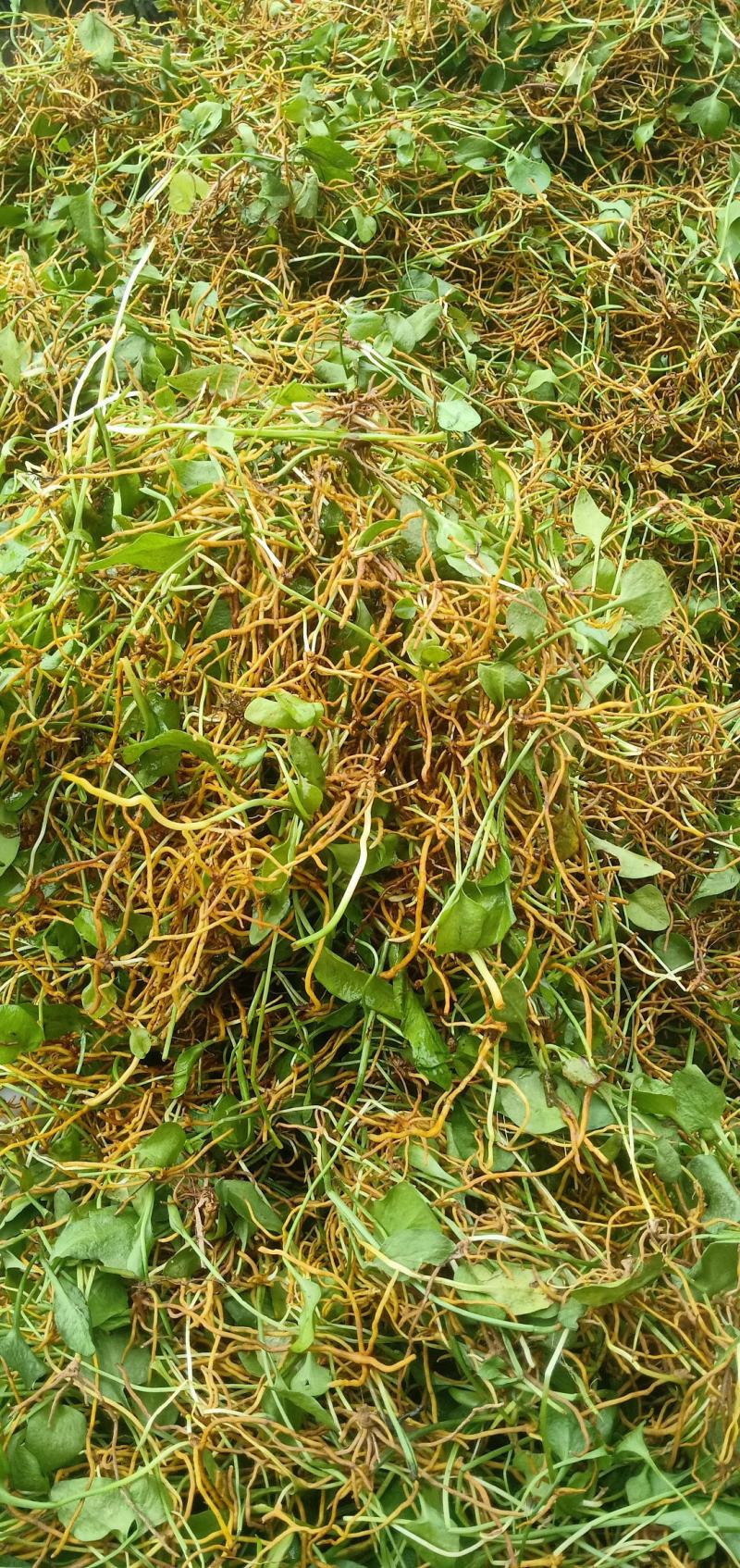 药农上山采挖，下山货，纯野生一支箭，水洗选杂质，色青足干