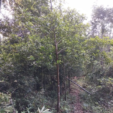 竹节果，生长在大山深处的绿色无公害果品