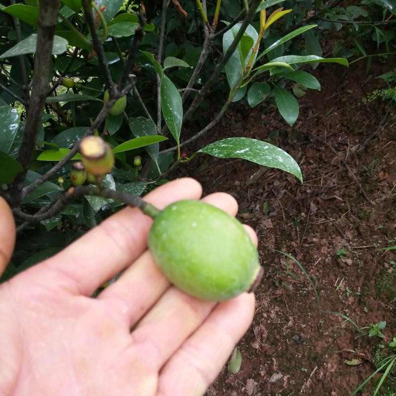 竹节果，生长在大山深处的绿色无公害果品
