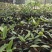 竹节果，生长在大山深处的绿色无公害果品