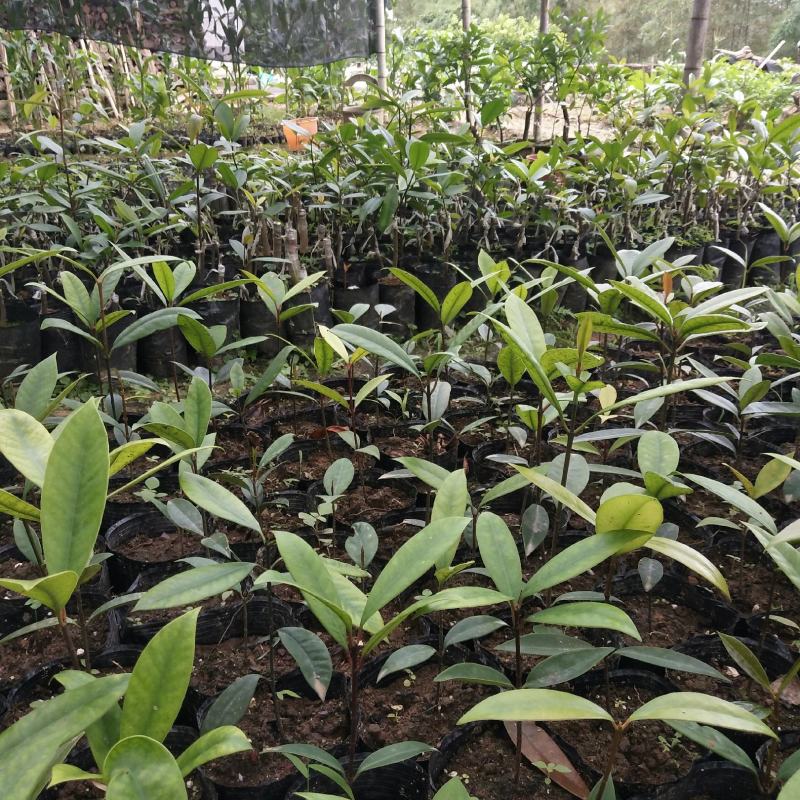 竹节果，生长在大山深处的绿色无公害果品