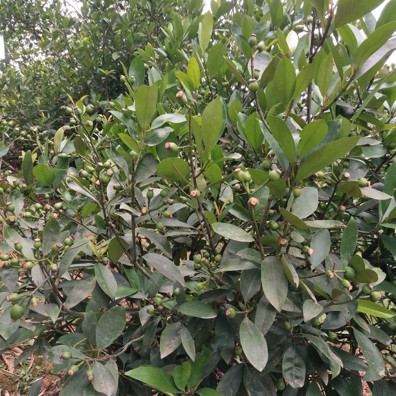 竹节果，生长在大山深处的绿色无公害果品