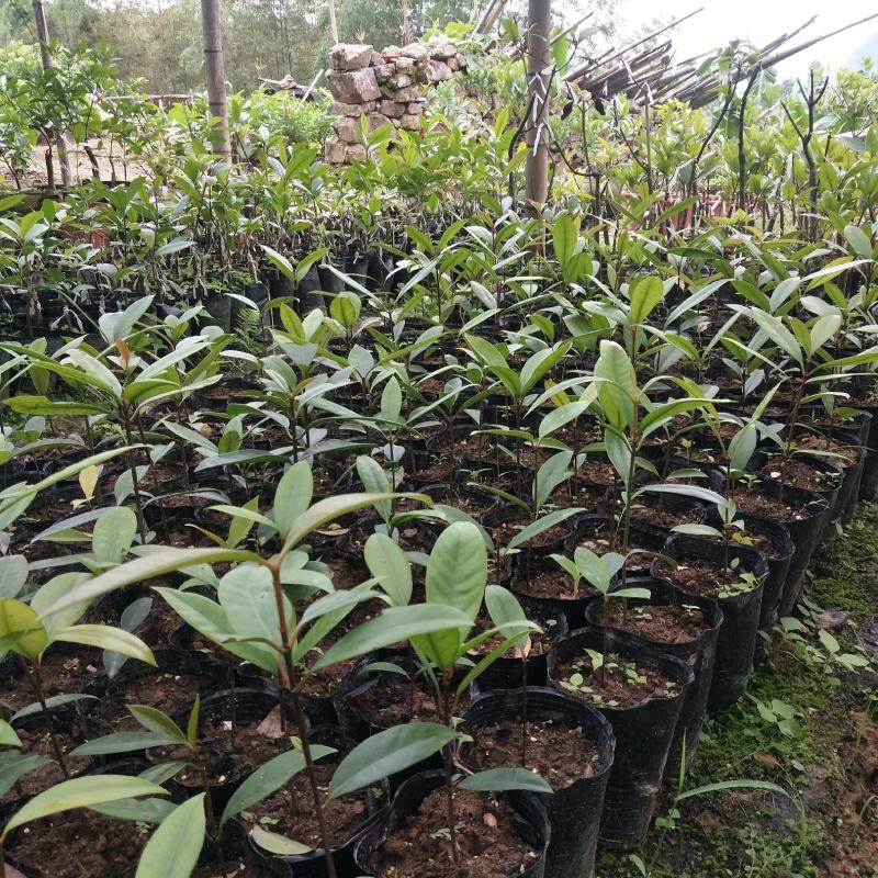 竹节果，生长在大山深处的绿色无公害果品