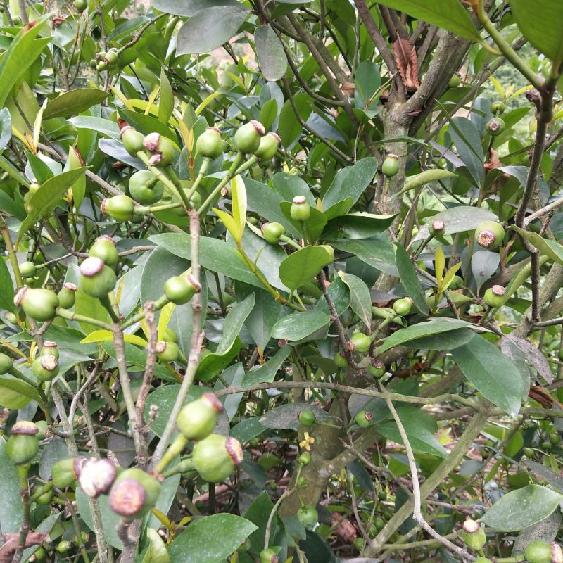 竹节果，生长在大山深处的绿色无公害果品