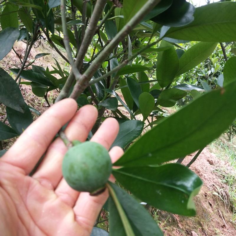 竹节果，生长在大山深处的绿色无公害果品