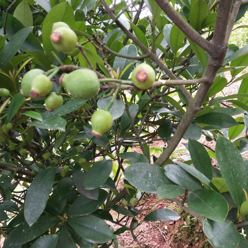 竹节果，生长在大山深处的绿色无公害果品
