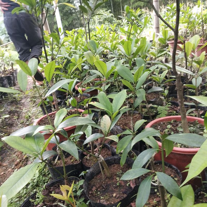 竹节果，生长在大山深处的绿色无公害果品
