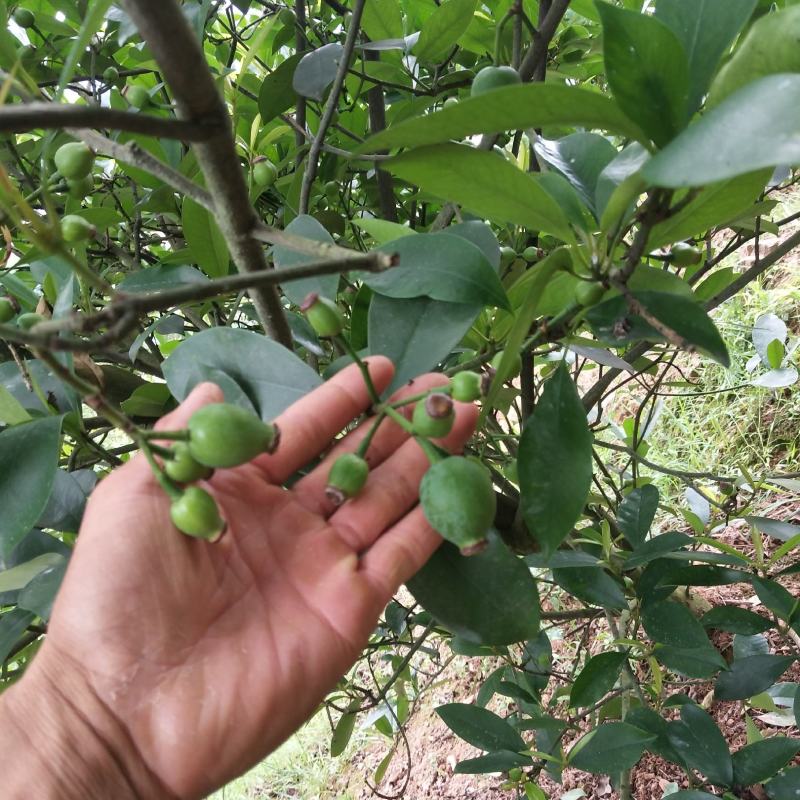竹节果，生长在大山深处的绿色无公害果品