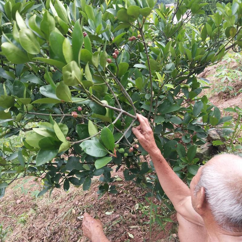竹节果，生长在大山深处的绿色无公害果品