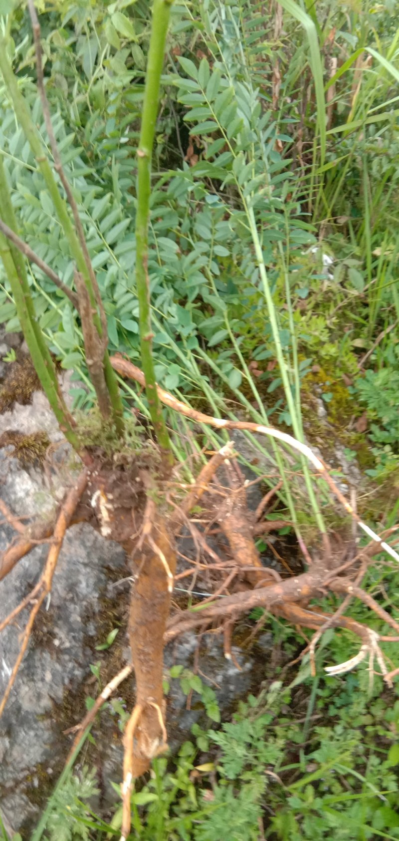 野生苦参须要老板联系我
